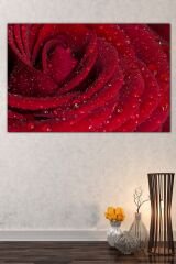Kırmızı Gül Su Damlacığı Çiçek Dekoratif Kanvas Tablo