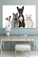 Sevimli Patiler Kediler Köpekler Dekoratif Kanvas Tablo