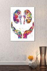 Doktorlara Hastanelere Özel Böbrek Sağlık Suluboya Efektli Dekoratif Kanvas Tablo (8 Farklı Ölçü)