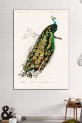 Tavus Kuşu Sanatsal Kanvas Tablo